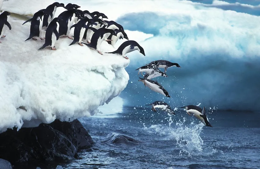 生命の強さを感じる南極のペンギンたち