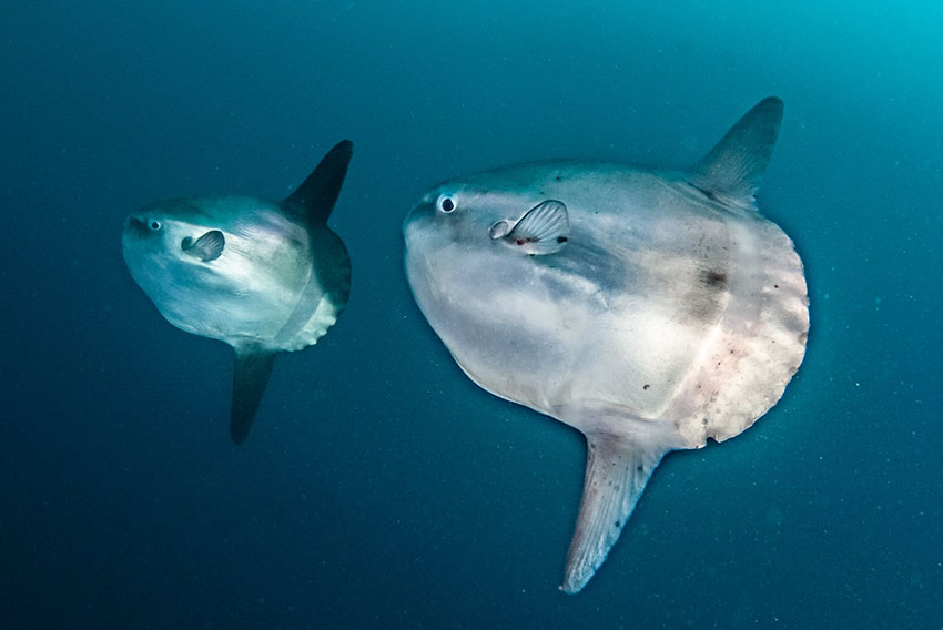 大瀬崎で撮影されたマンボウ