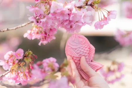 日本の春は桜の季節 〜「サクラ」の名がつく海の生き物たち