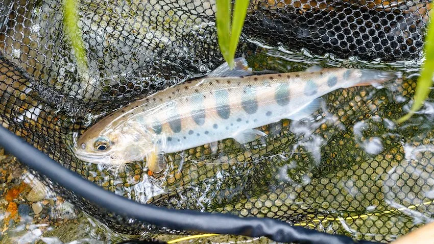 パーマークのあるヤマメ。サクラマスの幼魚と降海せず河川に残留するタイプの両方を指す