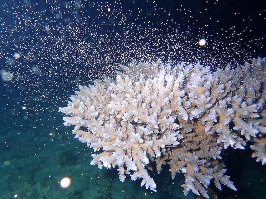 養殖のサンゴが産卵している様子（サンゴ保全協会提供）