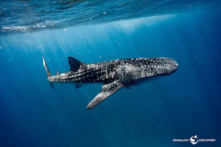 ジンベエザメの季節到来！世界遺産の海「ニンガルーリーフ」2025シーズンの見どころ