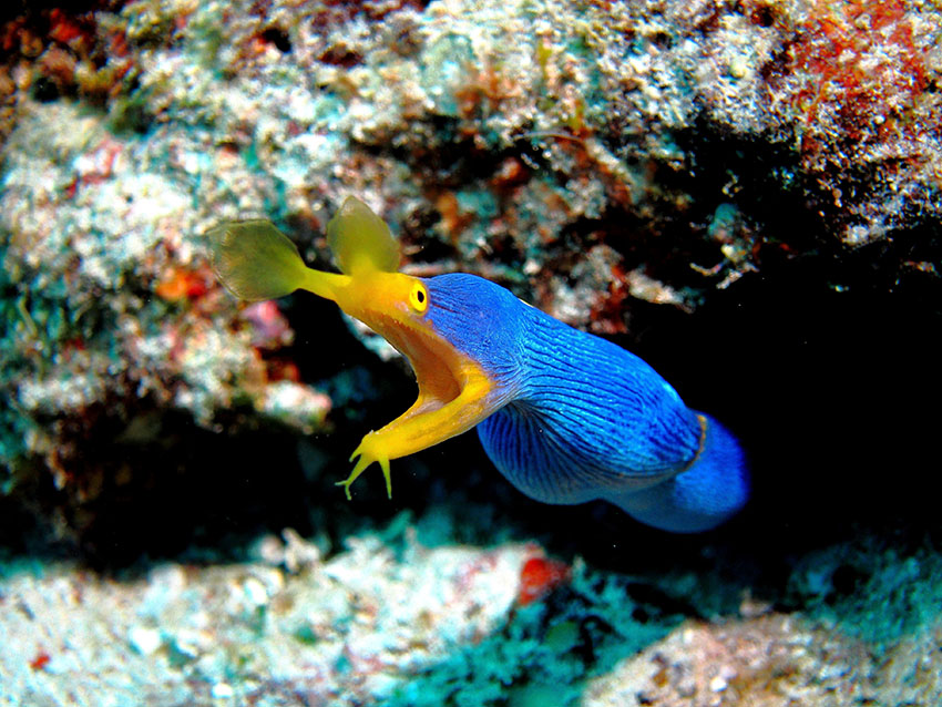 ハナヒゲウツボの成魚(雄相)