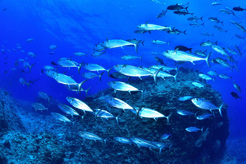 魚雷のような迫力、イソマグロ