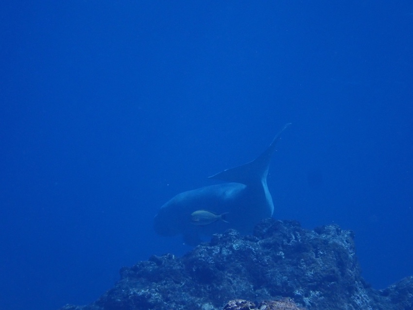 優雅に振り下ろす尾びれは人魚を彷彿とさせる(提供:久米島ダイビングセンターしらはま 撮影:井上 美菜様)