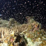 同じ海域に生息する同種のサンゴは、満月の夜などに一斉に産卵する。このとき放出される「バンドル」と呼ばれる球状の塊には、精子と卵が一緒に含まれており、海面付近で破裂して中身が拡散される。別の個体の精子と卵が出会うことで、交配が成立する