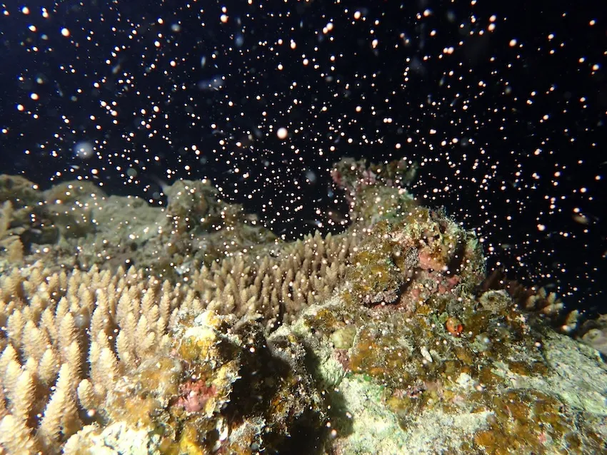 同じ海域に生息する同種のサンゴは、満月の夜などに一斉に産卵する。このとき放出される「バンドル」と呼ばれる球状の塊には、精子と卵が一緒に含まれており、海面付近で破裂して中身が拡散される。別の個体の精子と卵が出会うことで、交配が成立する