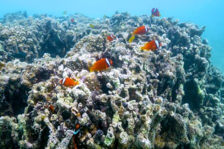 辺野古・大浦湾で潜る 奇跡のサンゴのその後、そして基地建設現場付近の海の「今」