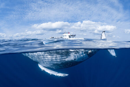 【インタビュー】水中写真家・上出俊作氏の写真展「The Whales Are Coming」6/3より開催、写真集も発表！