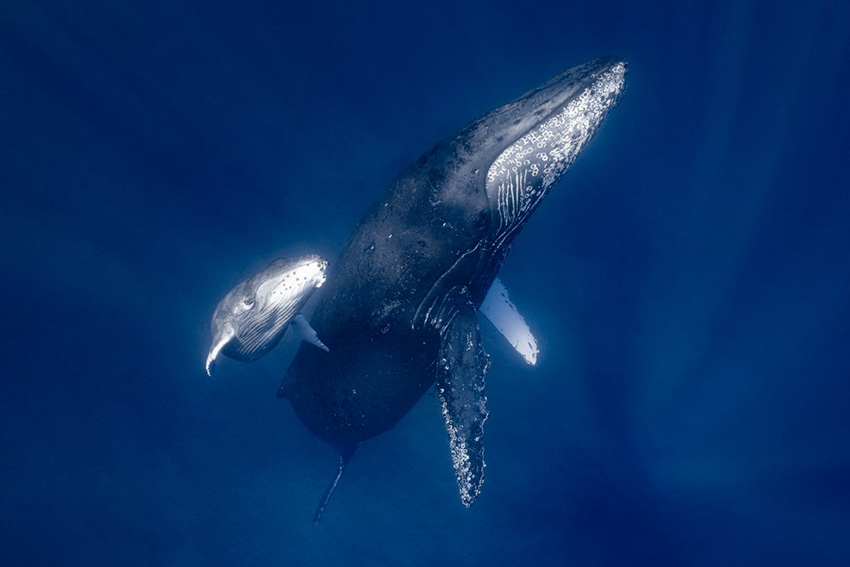 ザトウクジラの母子