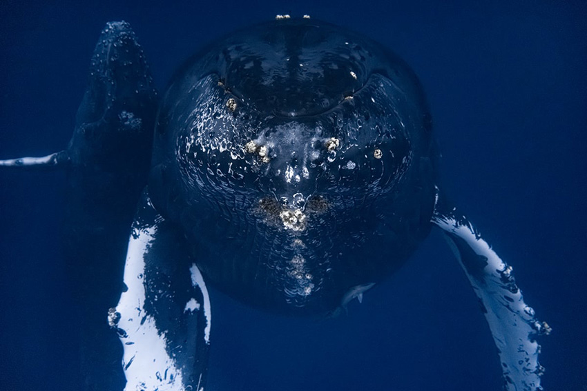 ザトウクジラ