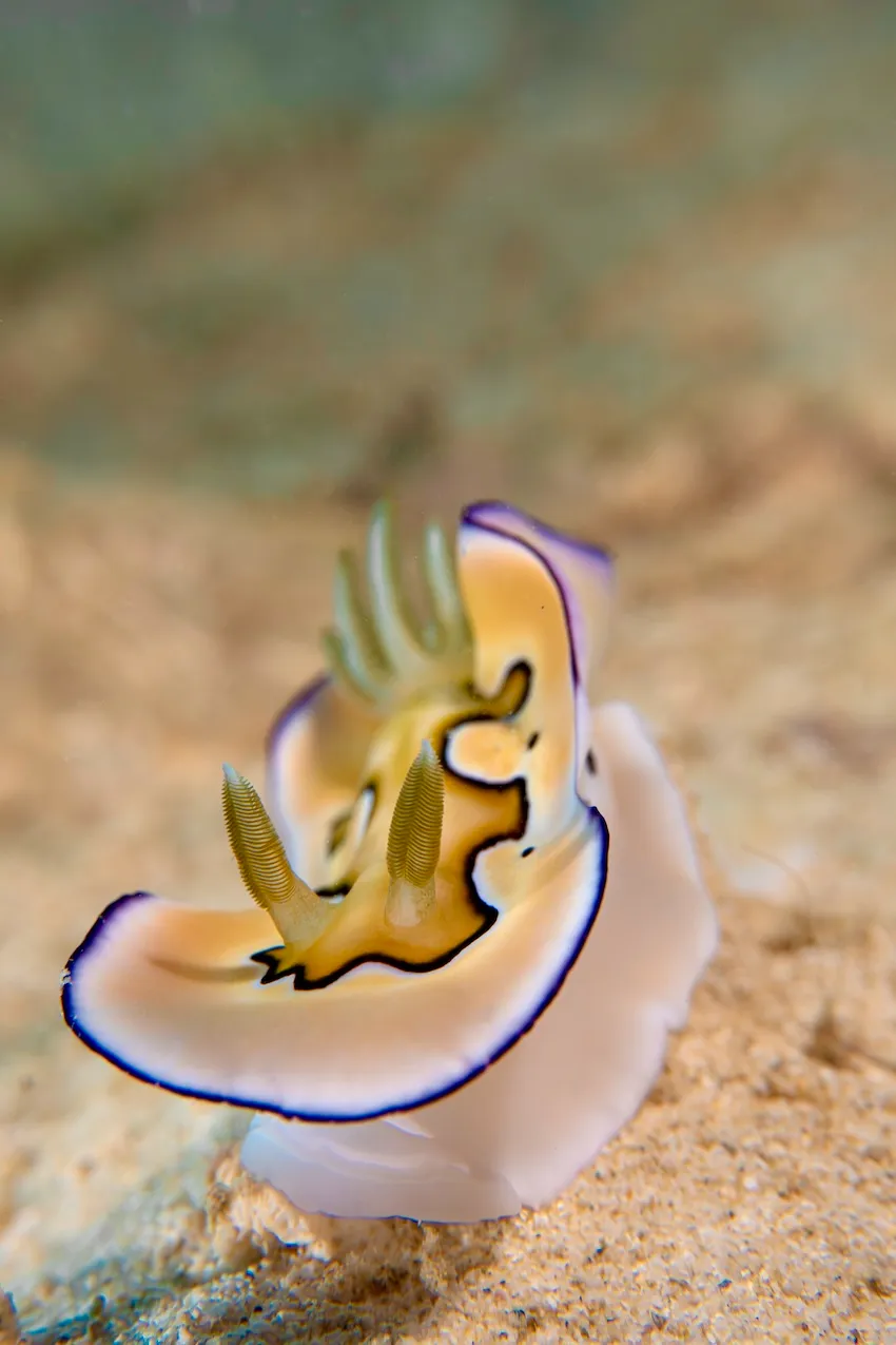 ウミウシの触覚が驚くほど鮮明に描写しているのに驚きます。3300万画素センサーだけあって高精細