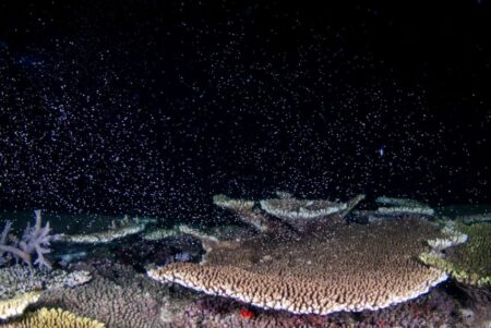 サンゴの産卵が教えてくれる、沖縄の海の生命力【連載】