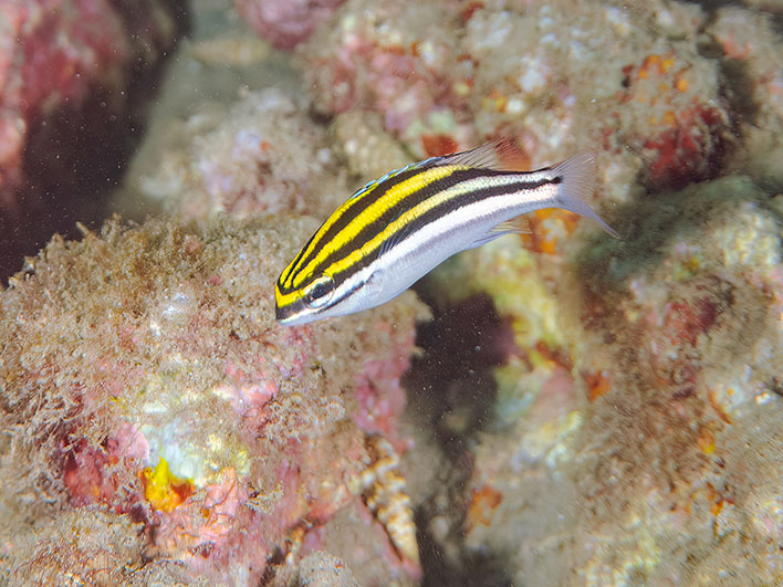 フタスジタマガシラ