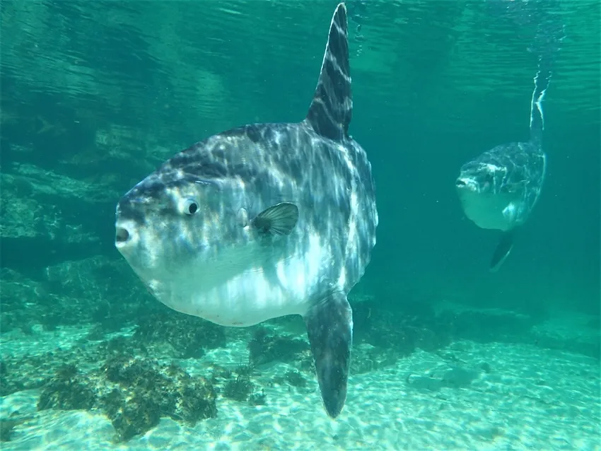 マンボウ