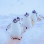 『ぼくらの南極DIARY』より