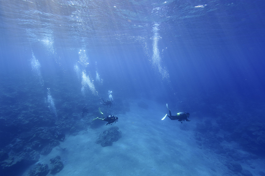 奄美大島南部の美しい海を潜る