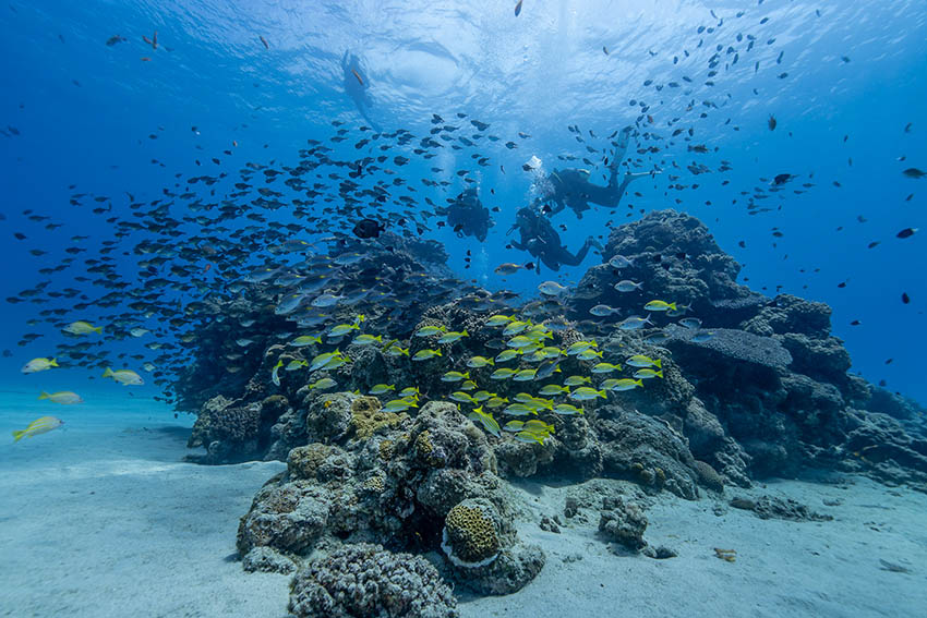 多くのダイバーを奄美大島の虜にする水中景観