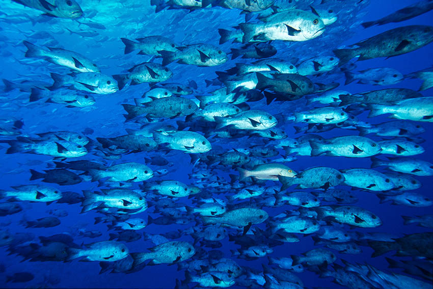 龍馬号のダイブガイドは魚たちが産卵活動で集まる時期のデータを蓄積している