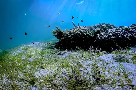 辺野古・大浦湾を潜る ジュゴンの餌場「海草（うみくさ）藻場」を訪ねて