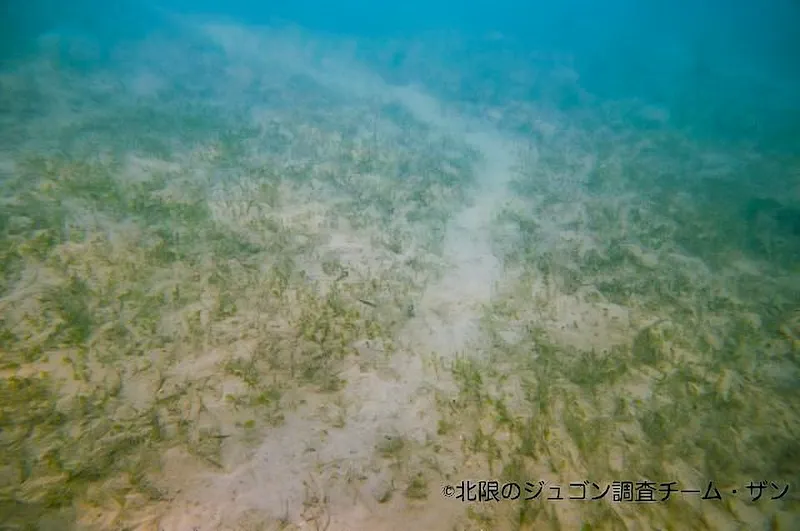 左:ジュゴンの食痕(写真提供:北限のジュゴン調査チーム・ザン)