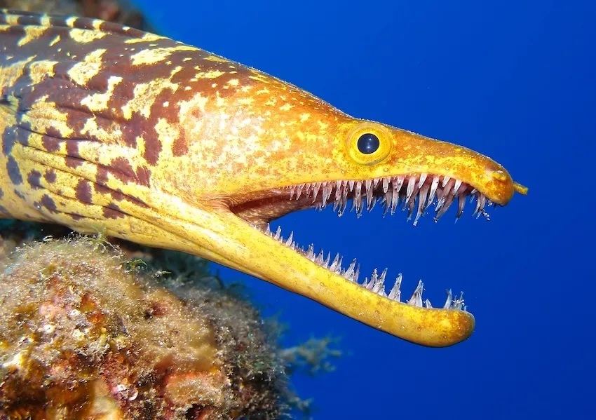 鋭い牙をもつウツボの仲間、英名ファングトゥースモレイ（Fangは牙、toothは歯、morayはウツボ）。アゾレス海など大西洋に分布