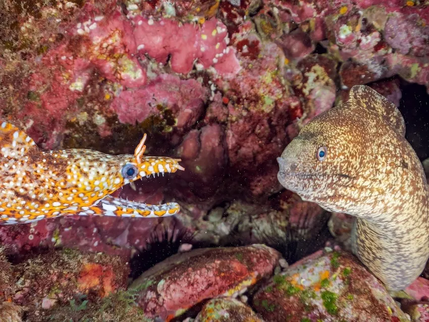 トラウツボ（左）とウツボ（右）。南伊豆・ヒリゾ浜で撮影