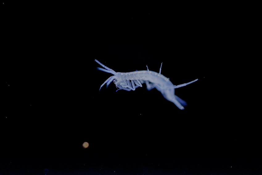発見された未記載種のヨコエビ。目が退化している。体長は5㎜ほど