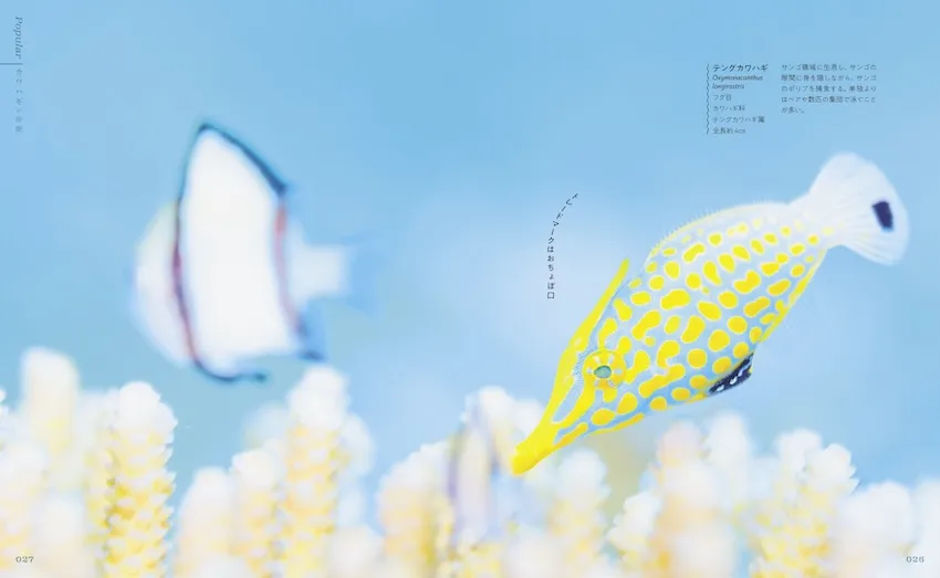図鑑ではあるが、美しい茂野氏の水中写真が映える構成になっている