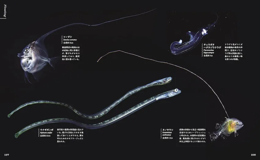 ３章「謎に満ちた浮遊生物」には、石野氏ならではの素晴らしい浮遊系の写真が満載だ