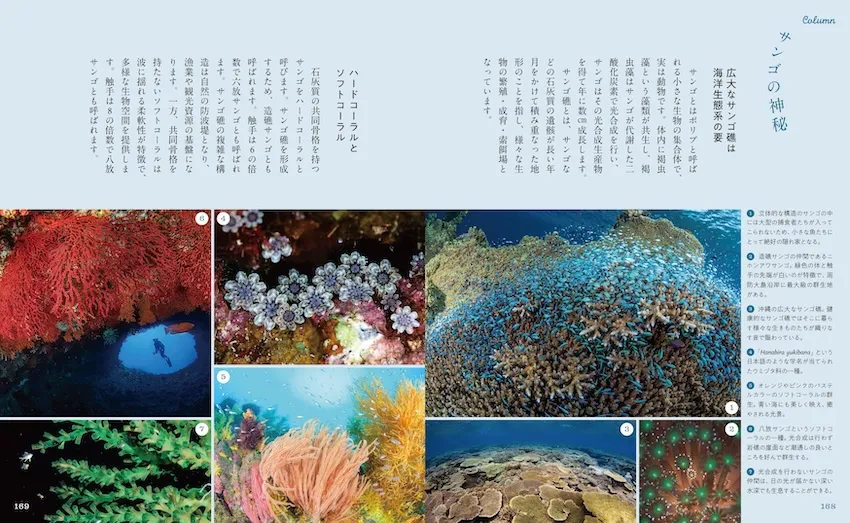 石野氏のこだわりが詰まった「サンゴの神秘」のコラム。ソフトコーラルからハードコーラルまで、さまざまなサンゴの説明がわかりやすく掲載されている