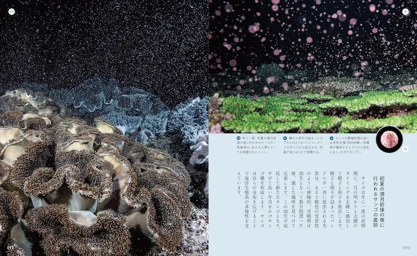 右端に掲載されているピンクの球体は、精子と卵子が詰まったバンドルの貴重な写真