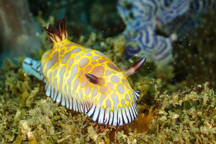 ボブサンウミウシ