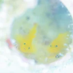 むらい氏が葉山で撮影した作品（photo by Sachi Murai）