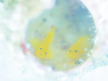 葉山の海で学ぶ！むらいさち水中写真教室、OM・TGシリーズで11月開催