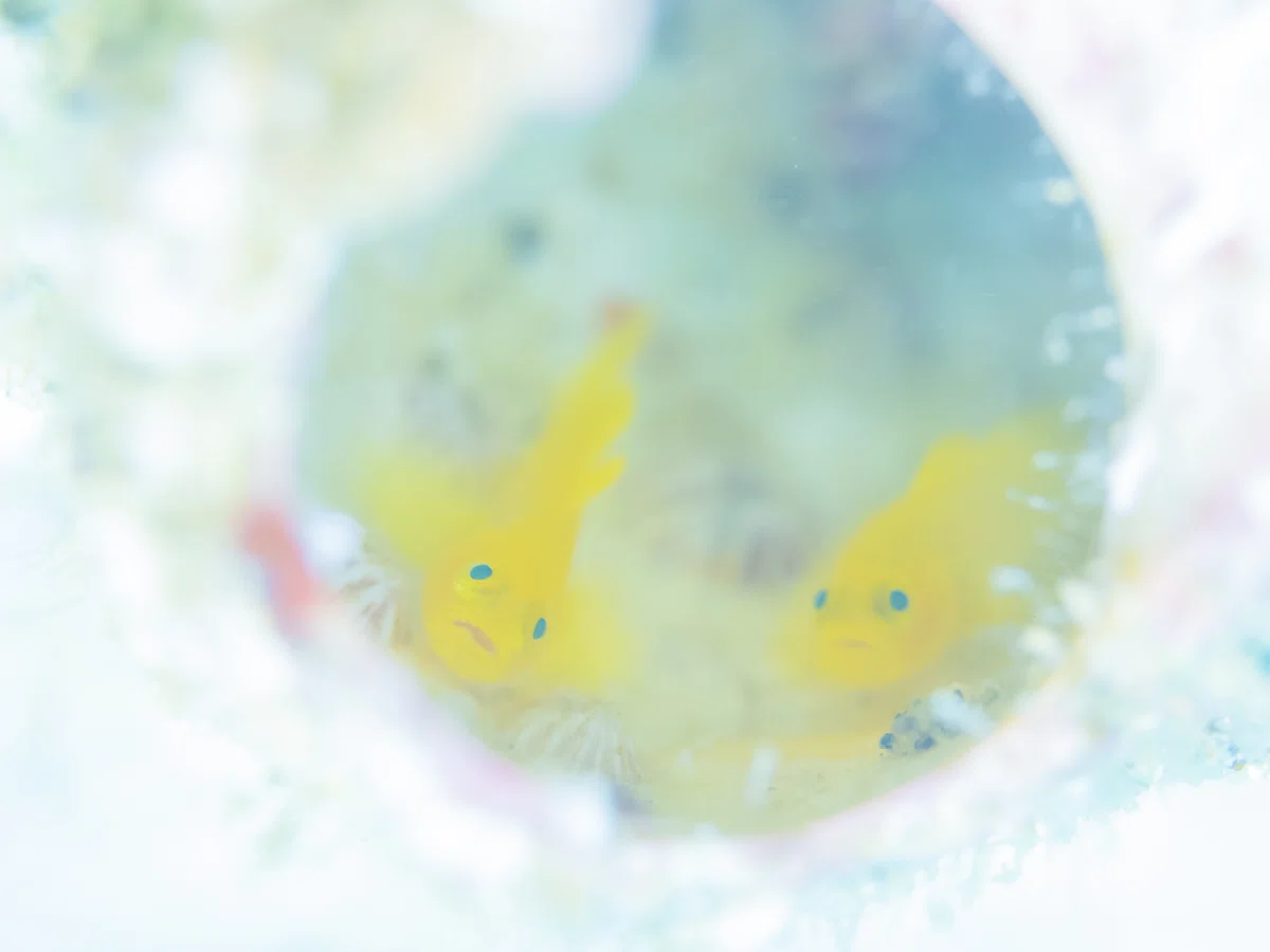 葉山の海で学ぶ！むらいさち水中写真教室、OM・TGシリーズで11月開催