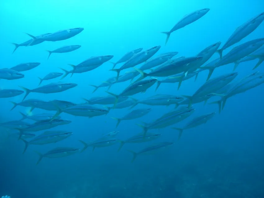 キビナゴを狙って回遊魚も! 写真提供:スーパーナチュラル