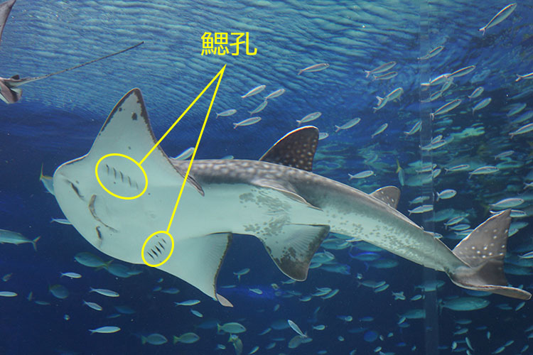 水族館で飼育されているシノノメサカタザメ