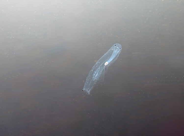 ハダカゾウクラゲ
