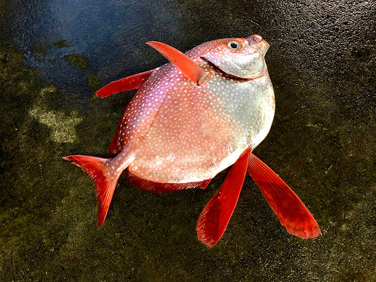 アカマンボウ