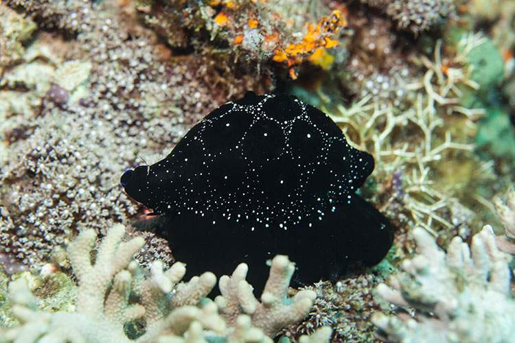 ウミウサギ