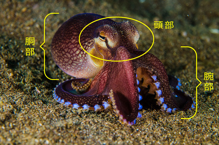 タコの体の構造