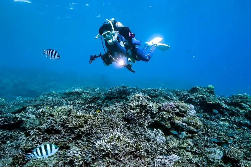 大浦湾でサンゴを撮影する草地氏(2024年12月3日 )