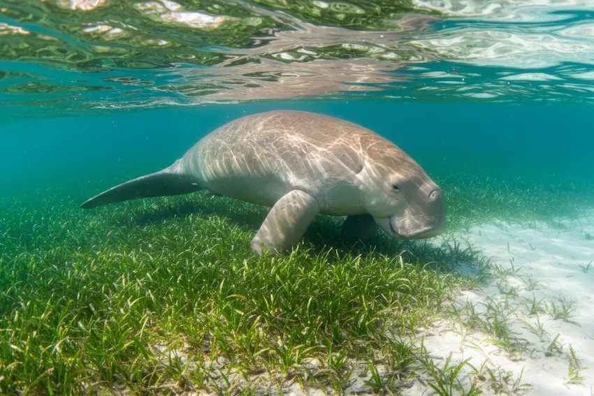 海草藻場で採餌するジュゴンのイメージ(生成AIによる画像adobe stockより)