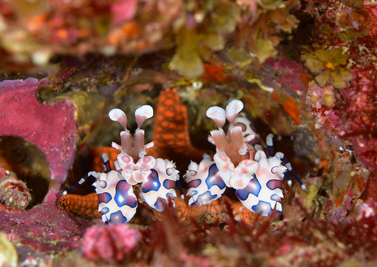 ダイバーに人気のフリソデエビ(写真:田辺ダイビングサービス)