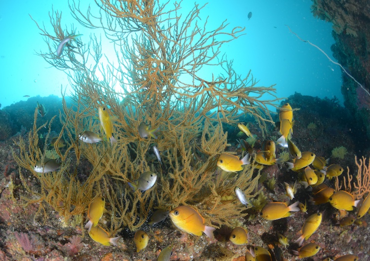 鮮やかなコガネスズメダイ(写真:田辺ダイビングサービス)