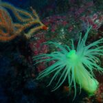 深場に生息する淡黄色のオオカワリギンチャク（写真：田辺ダイビングサービス）