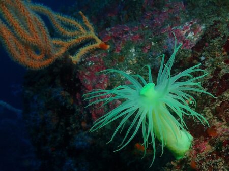 和歌山の海で異変。“光るイソギンチャク”激減の理由とは