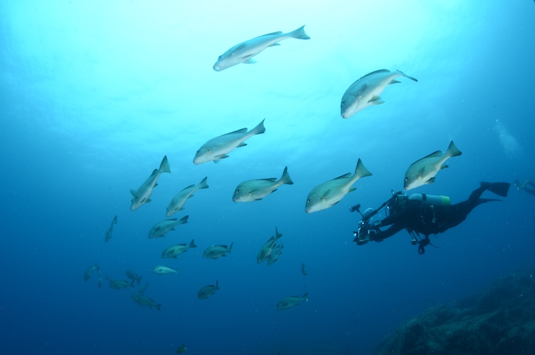 迫力あるコロダイの群れ(写真:田辺ダイビングサービス)