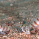 ハゼとテッポウエビの共生：砂地で見られる人気種の紹介